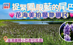 Juicy叮｜ 元朗鳳眼藍怒放 花海驚艷網民【附鐵路沿線前去方法】