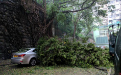 坚尼地城塌树 砸中私家车无人伤