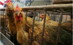 南非Lekwa市爆H5N8　港禁入口禽肉及禽類產品