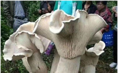 雲南發現巨型野生蘑菇 專家：可食用