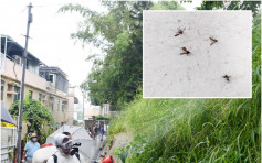 【登革热爆发】食环署灭蚊 长洲爆两宗个案蚊尸满地