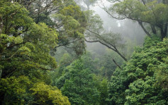 港大研究：農業擴張令熱帶森林碳儲量損失倍增