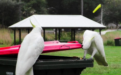 澳洲鹦鹉互相学习打开垃圾桶盖觅食 会开的地位更高