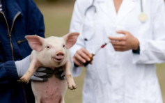 巴西嘗試用基因編輯技術培育「供體豬」 