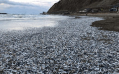 又有災難？日本新潟縣海量沙甸魚沖上岸  引居民恐慌