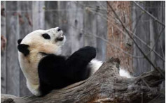 熊猫想影彩色相　专家解释：不可能
