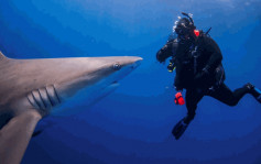 美国佛州男子遭鲨鱼袭击危殆  月内第5宗