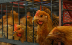 法德南非部分地區爆禽流感 港暫停進口禽類產品