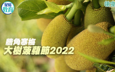 墙角寒梅｜大树菠萝节2022