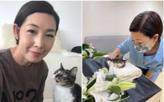 爱猫吱吱离开了！　黎芷珊：没有你在我身边的日子实在太难过