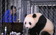 美國出生大熊貓「寶寶」　坐機返抵四川