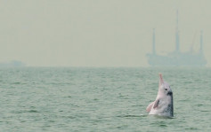 疫下高速船停航中华白海豚出没率回升 环团促减缓海上交通