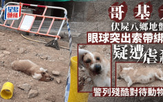 元朗八鄉哥基犬遭索帶綁嘴死亡 警列殘酷對待動物案追查