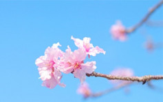 日本多地傳有櫻花開花 專家指相信不影響明年賞櫻