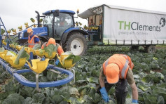 農場勞工短缺 英國有公司66萬年薪招摘菜工人