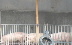 【非洲猪瘟】饲料不足只可支持数日 猪农：或将囤积猪只运到政总