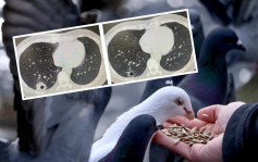 杭州男路邊捉野鴿後發燒咳嗽  感染隱球菌莢膜險喪命 