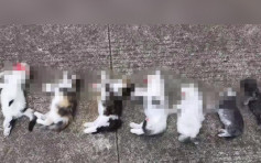 江苏女被前男友滋扰 家中7只小猫遭摔死