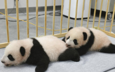 上野动物园熊猫双胞胎徵名 「晓晓」「蕾蕾」获选