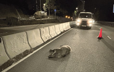 香港仔馬路發現野豬屍體 口鼻流血疑遭車撞斃