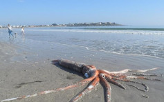 南非海灘現巨型烏賊 重約200公斤