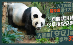 大熊猫「安安」健康转差 今早接受安乐死离世