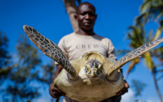 坦桑尼亞村民食海龜9死78留醫  龜毒素可致喉癢腹痛癱瘓無解藥