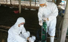 台南蛋鸭场染禽流感　扑杀逾6000只鸭