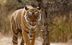 印度老虎咬死老翁 两年来致9人遇害