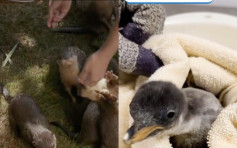 6小水獭11小企鹅先后出生 海洋公园上载成长日记短片