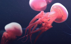 中大研究首發現水母帶有節肢動物生長激素 助揭繁殖謎團
