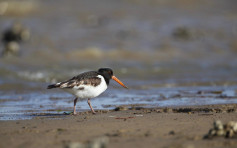 工程地段生態價值高 后海灣5萬候鳥受影響