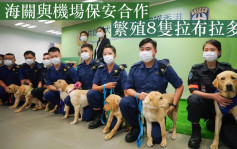 海關與機場保安本土繁殖8拉布拉多犬 組名「DEFEND HK」寓意守護香港