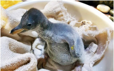 海洋公园3巴布亚企鹅诞生 包括一只元旦宝宝