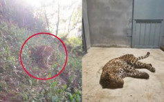 杭州3只金钱豹逃脱 动物园涉瞒报19日5人被捕