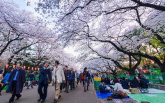 【遊日注意】受暖春影響 民營氣象料東京櫻花3月19日早開