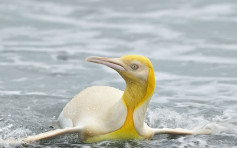 全球首隻 比利時攝影師南喬治亞島發現黃色企鵝