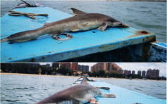 黃金泳灘防鯊網外發現鯊魚屍體