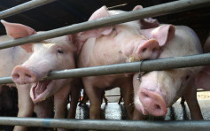 【非洲豬瘟】業界促全面銷毀病豬所屬批次豬隻 實施屠房「日日清」