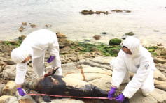 西貢茘枝莊發現擱淺江豚屍體