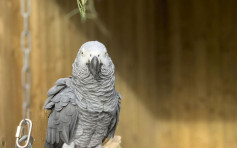 英动物园5只鹦鹉爆粗闹人 被禁接触游客