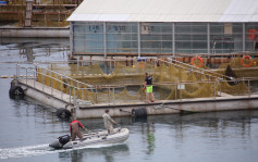 俄放生近百條非法捕獲殺人鯨白鯨 免出口中國表演