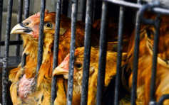 英國肯特郡多佛爾區爆H5N2 港停進口禽產品