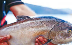 海水升溫增死亡  紐三文魚養殖場紛關閉