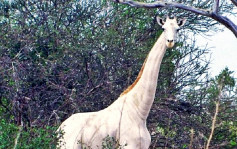 肯尼亚两只稀有白长颈鹿被杀 全球死剩1只