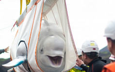 被困海洋世界表演杂耍10年 两白鲸终获自由重回大海