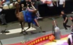 美国马戏团骆驼受惊狂奔酿7人受伤  