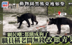 动物炼狱︱贵州动物园狗熊骨瘦如柴  职员：老板无钱改喂青菜︱有片