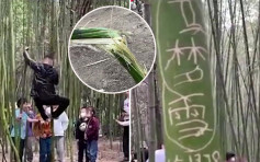 少林寺內竹林被逾百遊客刻字 數十人攀爬弄斷幼竹