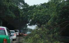 暴雨下本港多處塌樹　影響交通